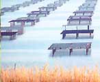 Ostréiculture sur le Bassin de Thau : les tables à huîtres