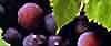 Amendements biologiques, fertilisants biologiques, engrais organiques naturels pour la viticulture, l'horticulture, l'agriculture, les jardineries