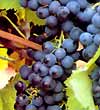 Dynaflor engrais, fertilisants et amendements pour la viticulture, l'horticulture, l'agriculture, les jardineries